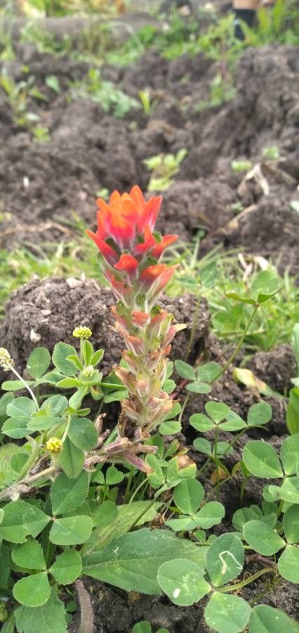 Castilleja mendocinensis flower