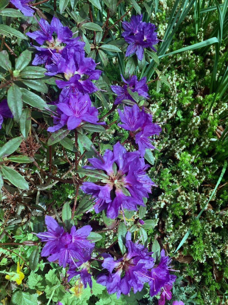 Rhododendron russatum flower