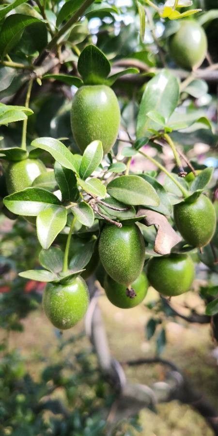 Diospyros cathayensis — houseplant care guide