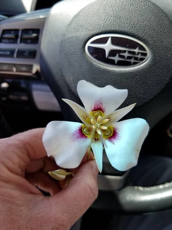 Calochortus bruneaunis — search result for 'Calochortus'