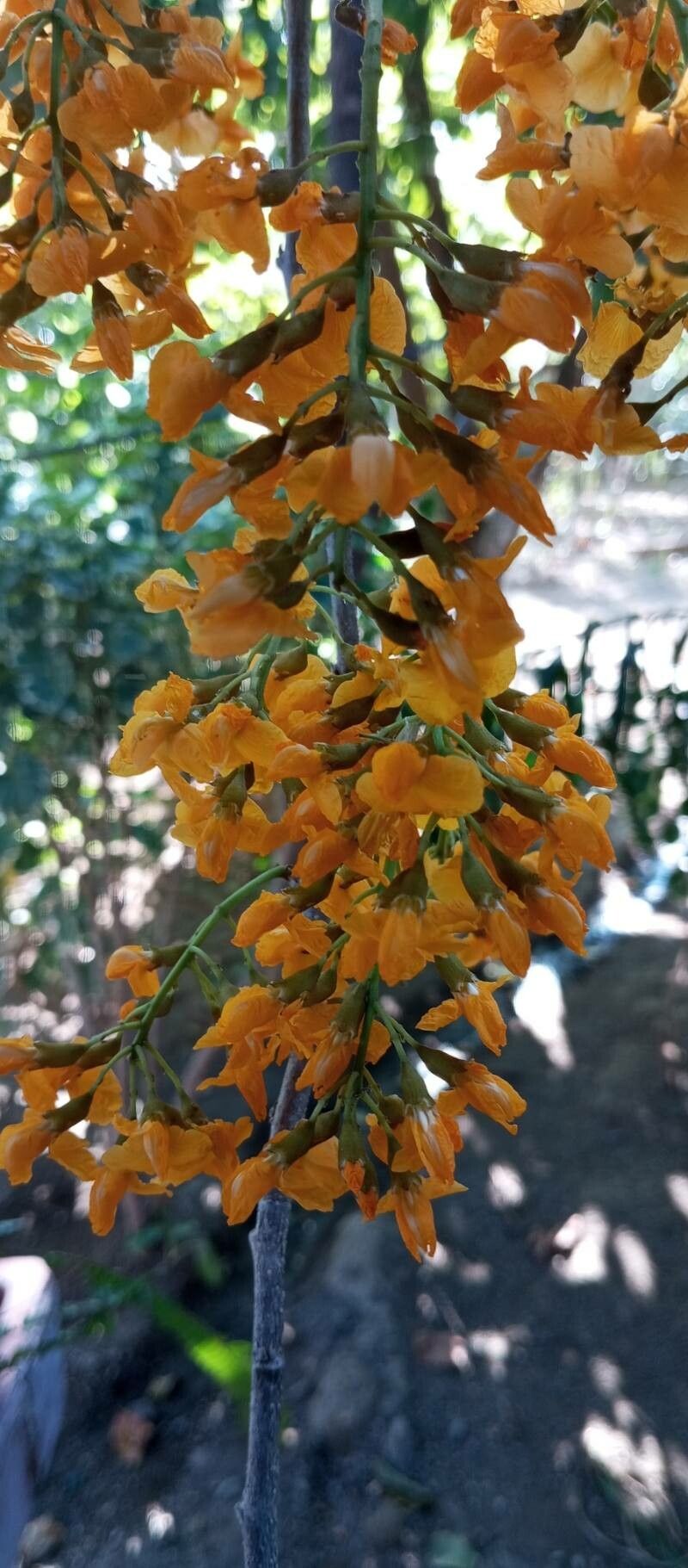 Pterocarpus michelianus flower