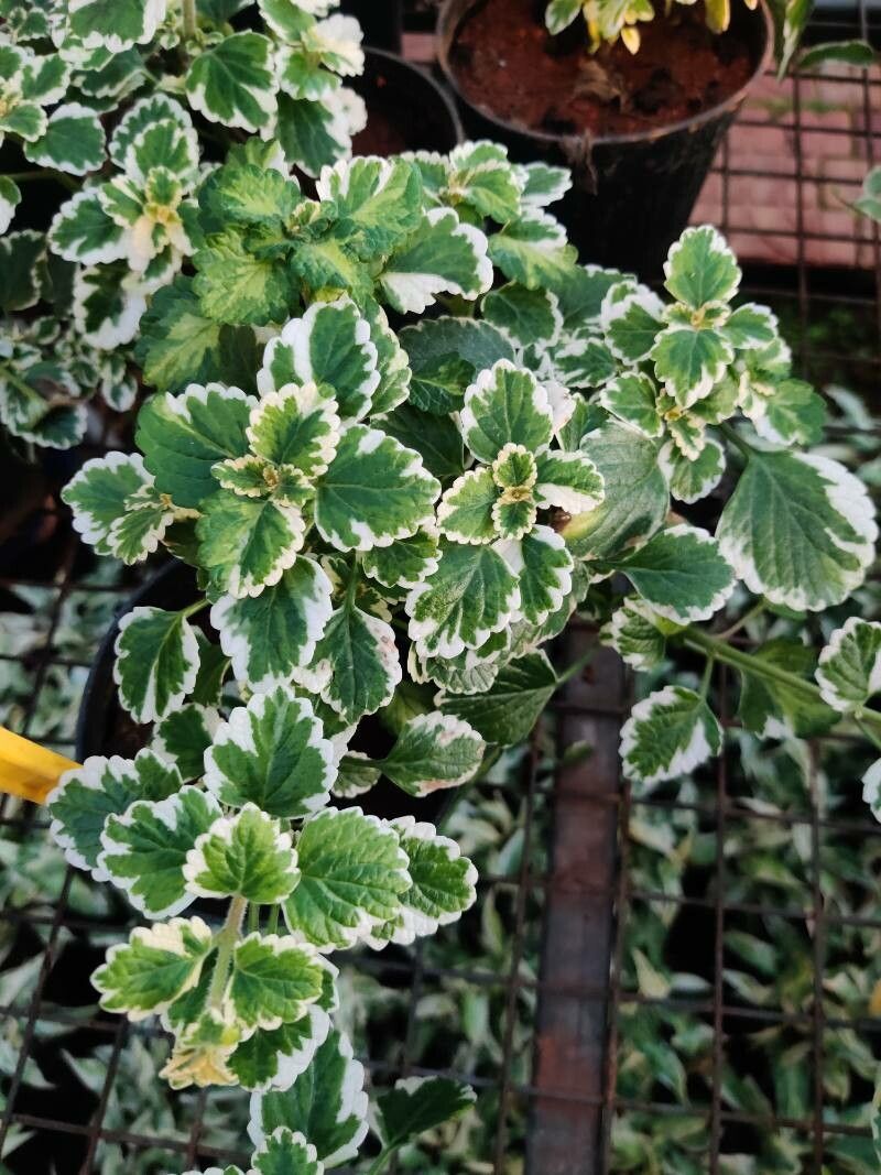 Coleus madagascariensis leaf