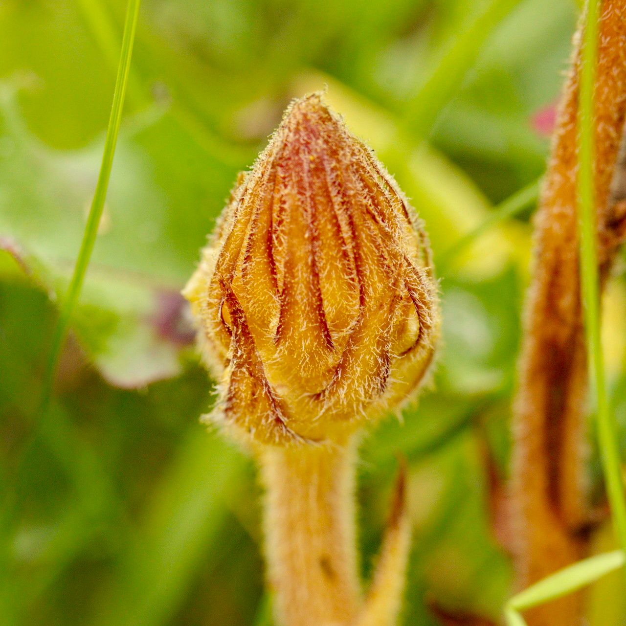 Orobanche picridis — houseplant care guide
