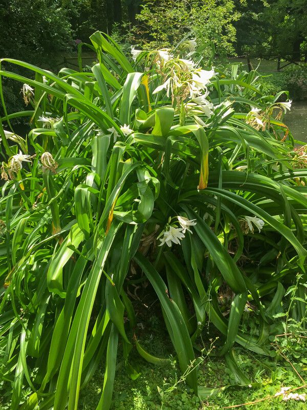 Crinum latifolium — search result for 'Crinum'