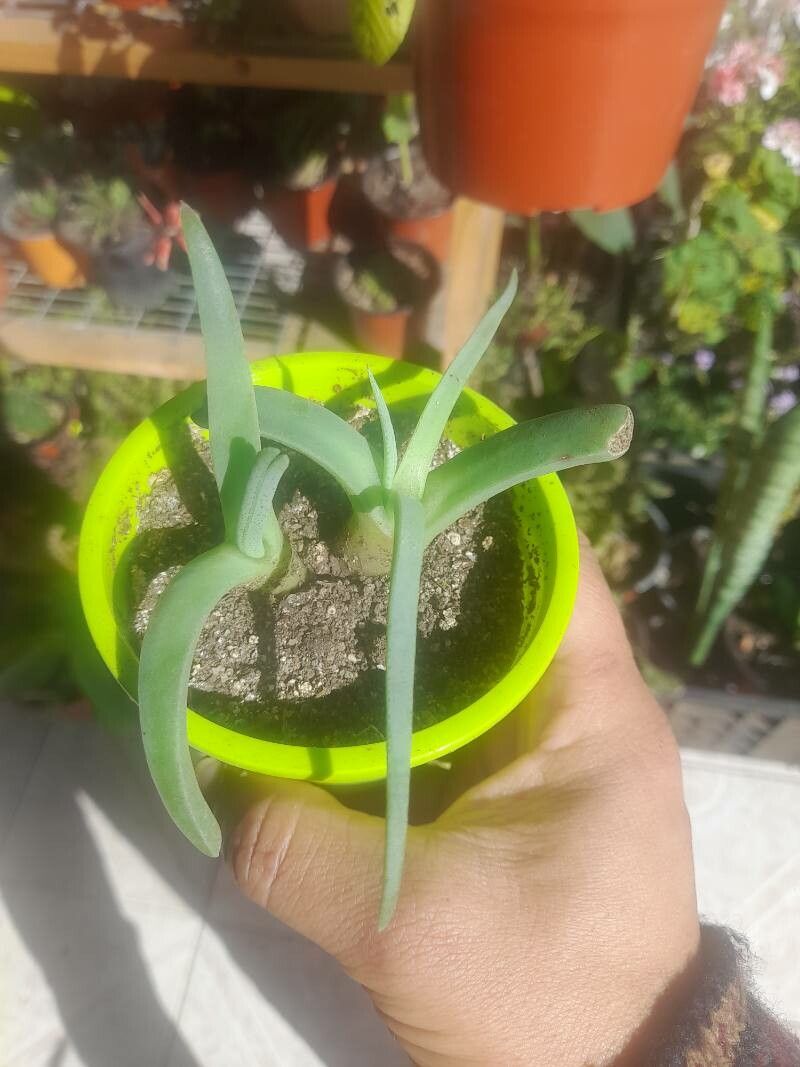 Cheiridopsis rostrata — houseplant care guide