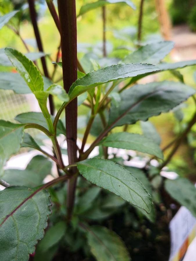 Phygelius aequalis leaf