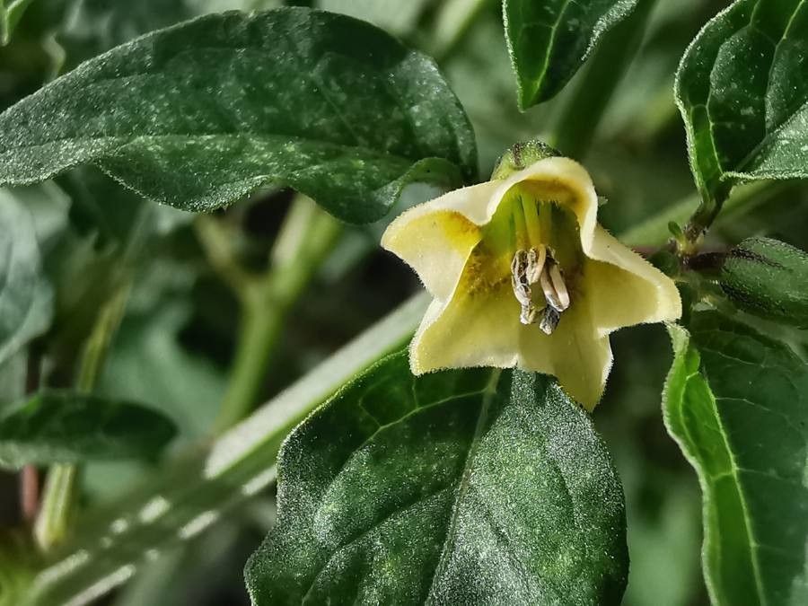 Physalis minima flower