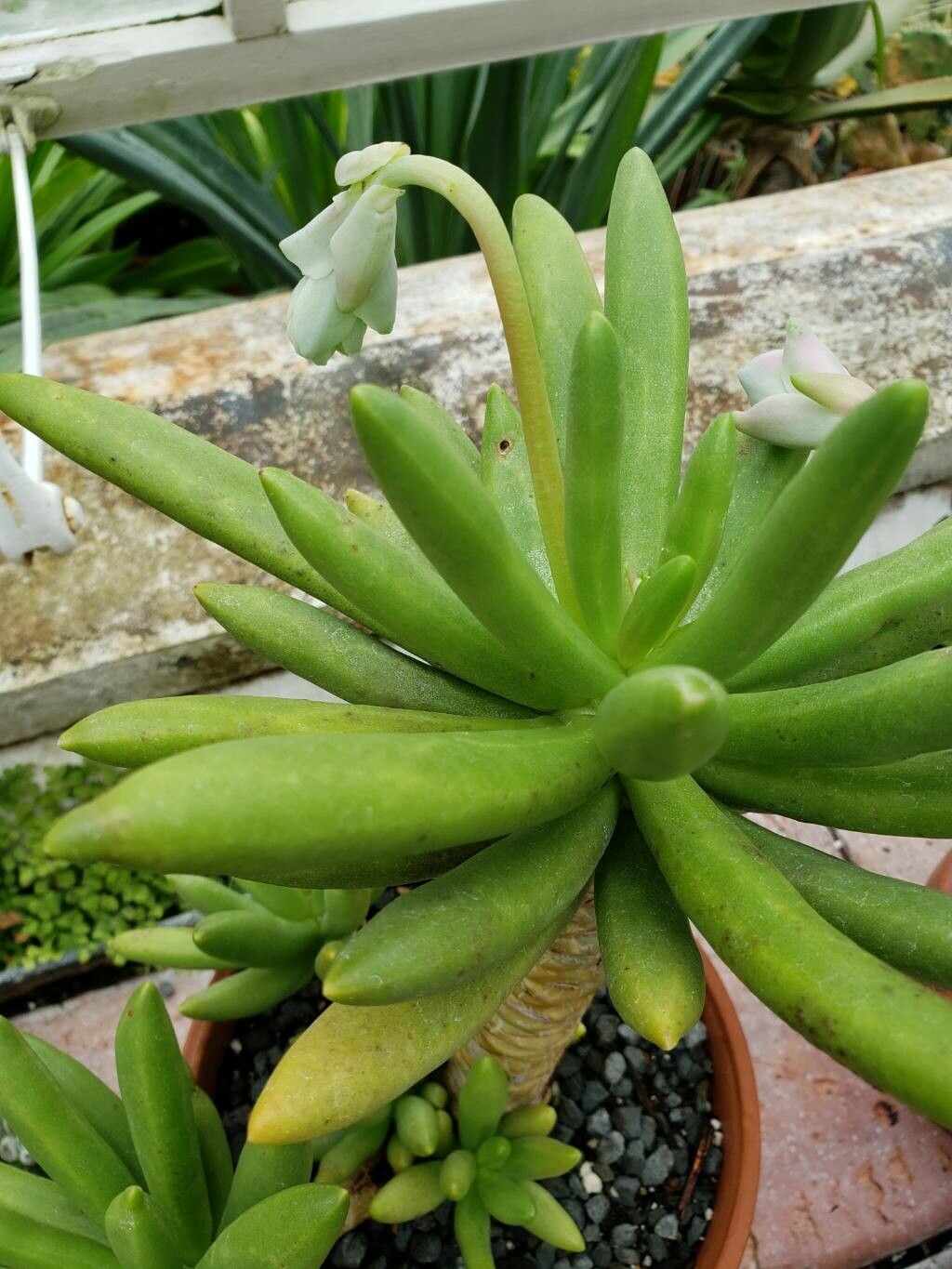 Pachyphytum viride — houseplant care guide