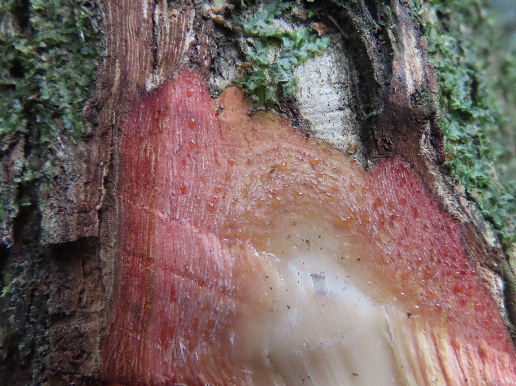 Tapirira mexicana bark