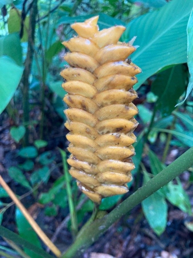 Calathea crotalifera flower