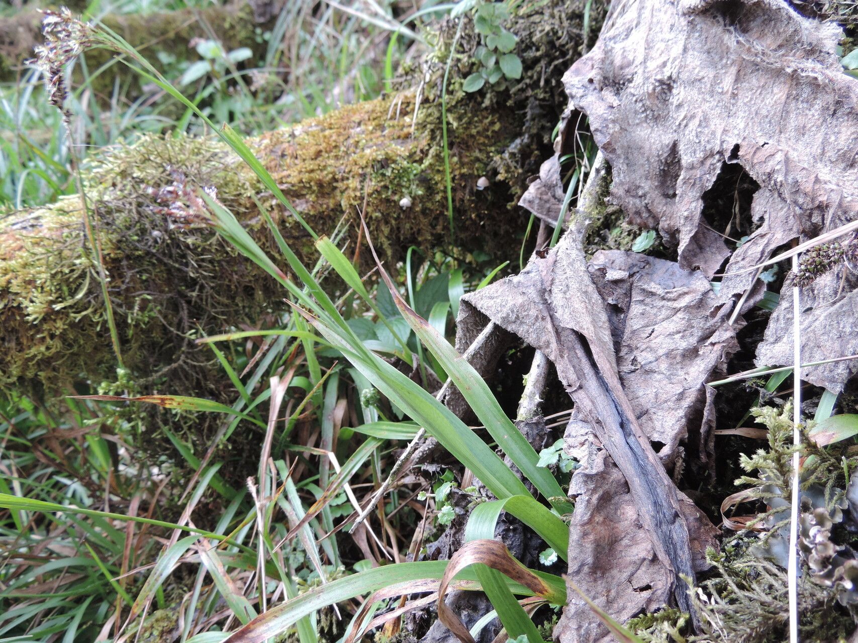 Luzula johnstonii habit