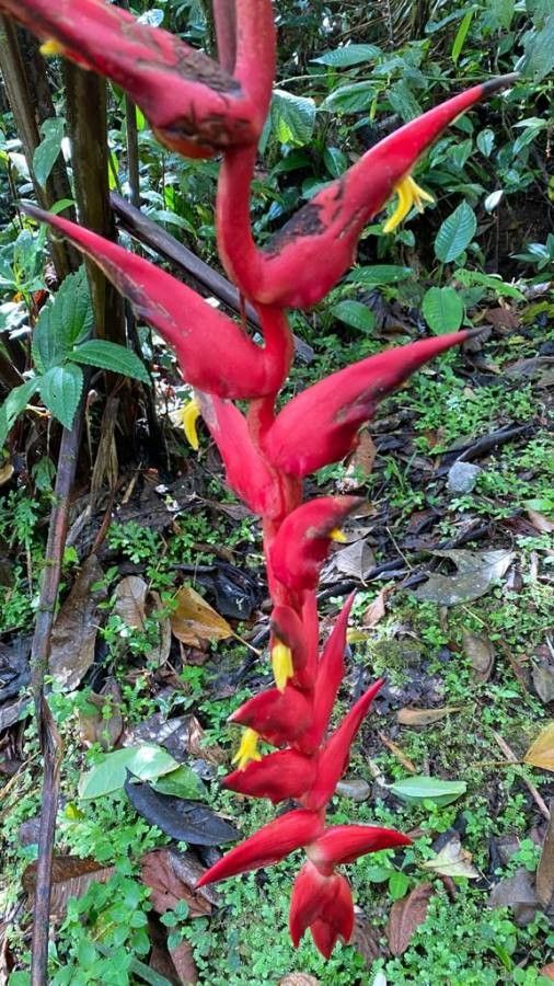 Heliconia pogonantha — search result for 'Heliconia'