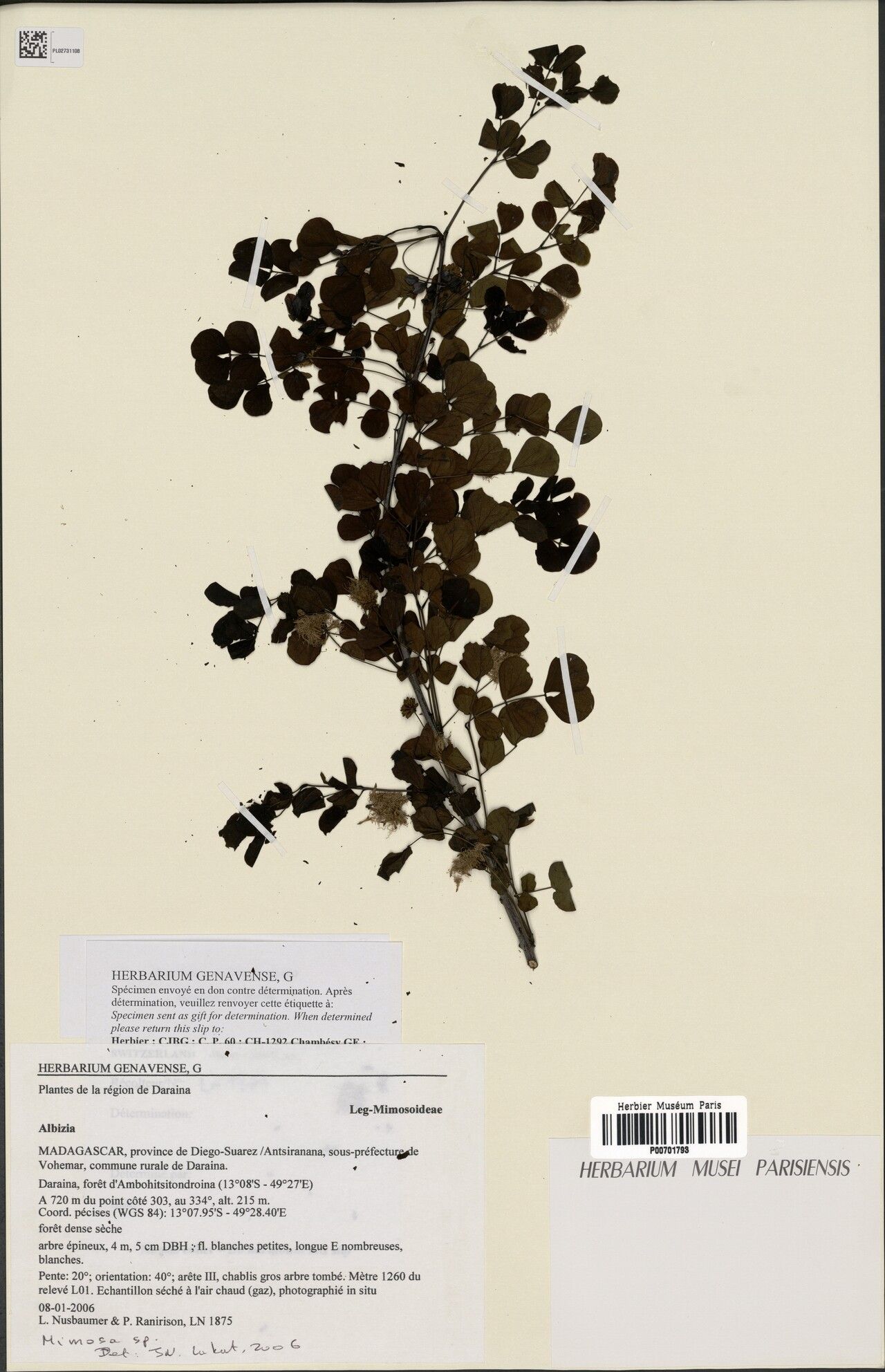 Mimosa planitei — search result for 'Mimosa'