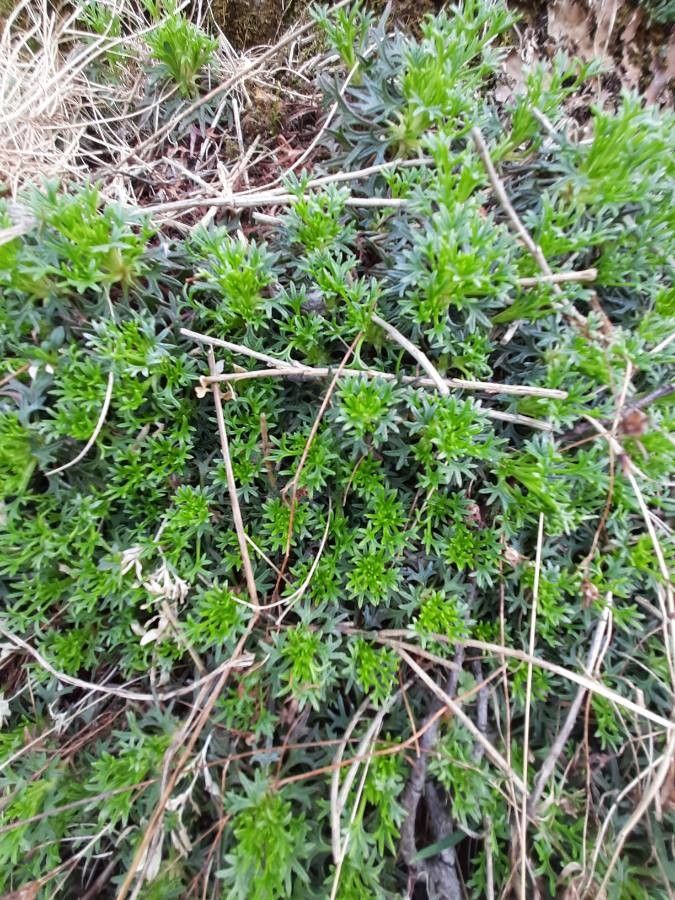 Saxifraga x arendsii — search result for 'Saxifraga'