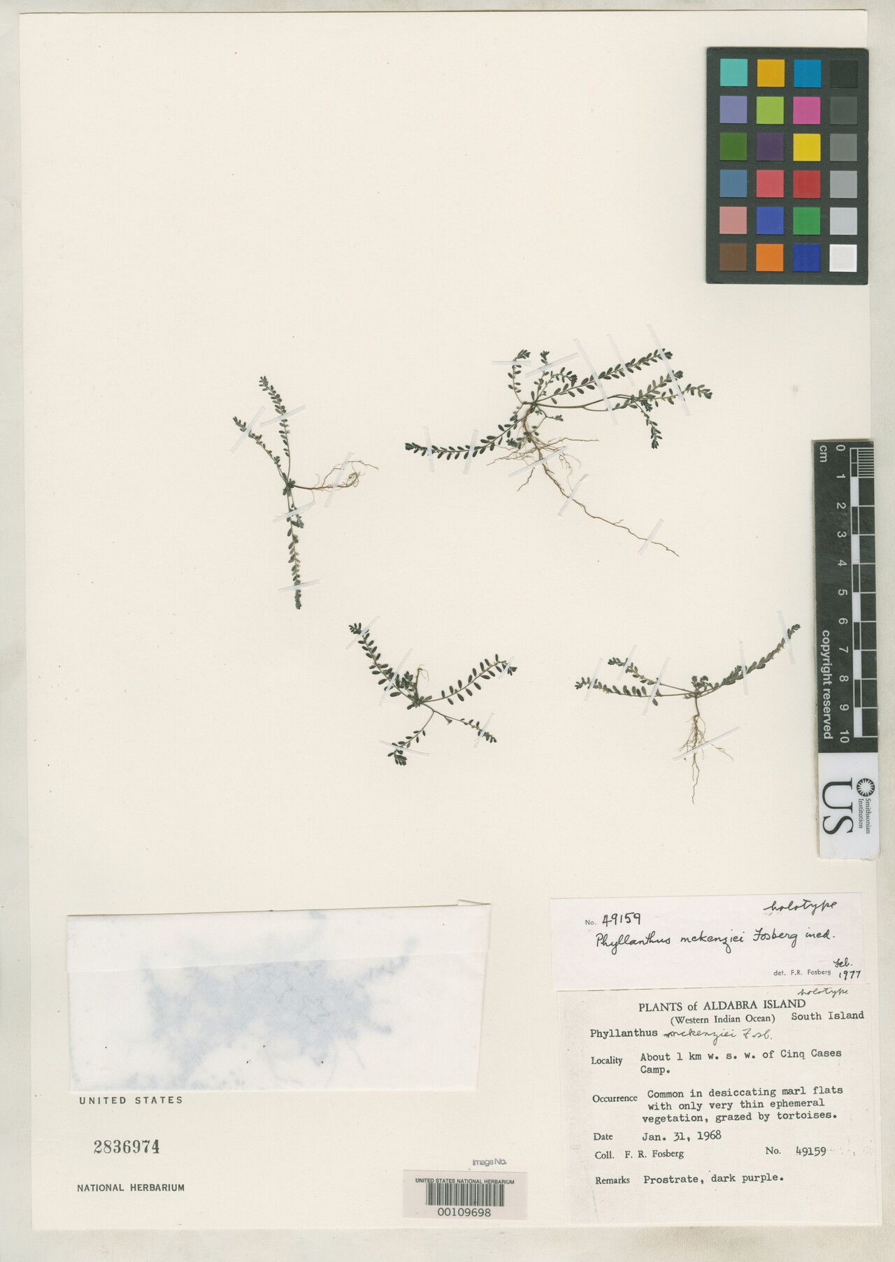 Phyllanthus mckenziei — houseplant care guide