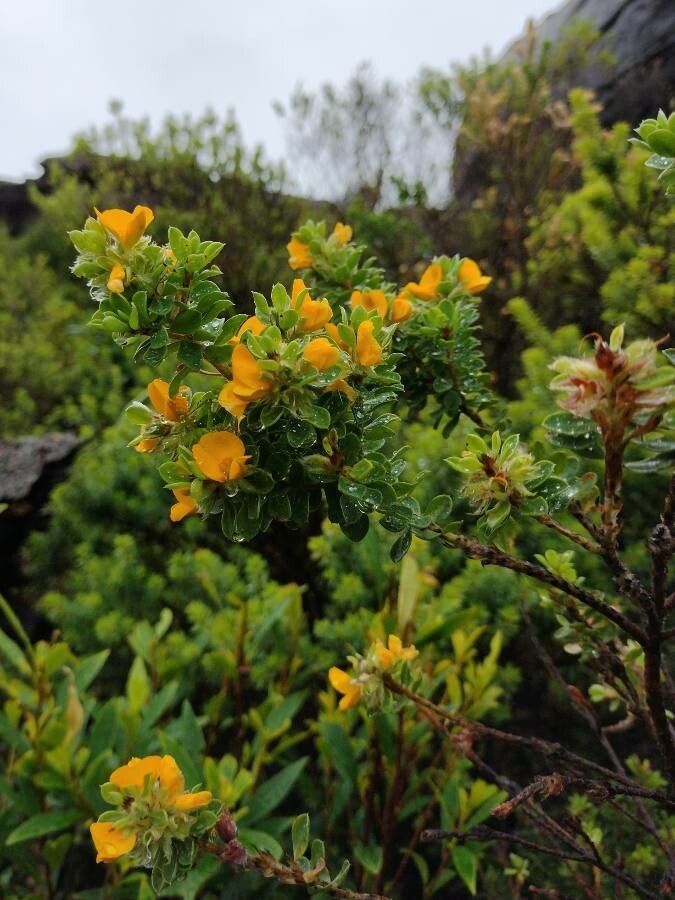 Pultenaea ferruginea habit