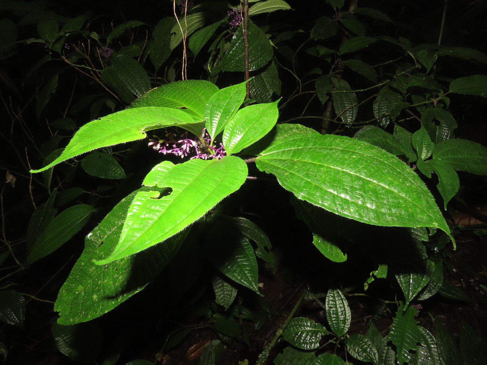 Miconia centrodesma — houseplant care guide