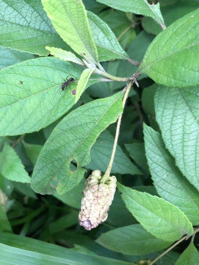 Varronia guanacastensis flower