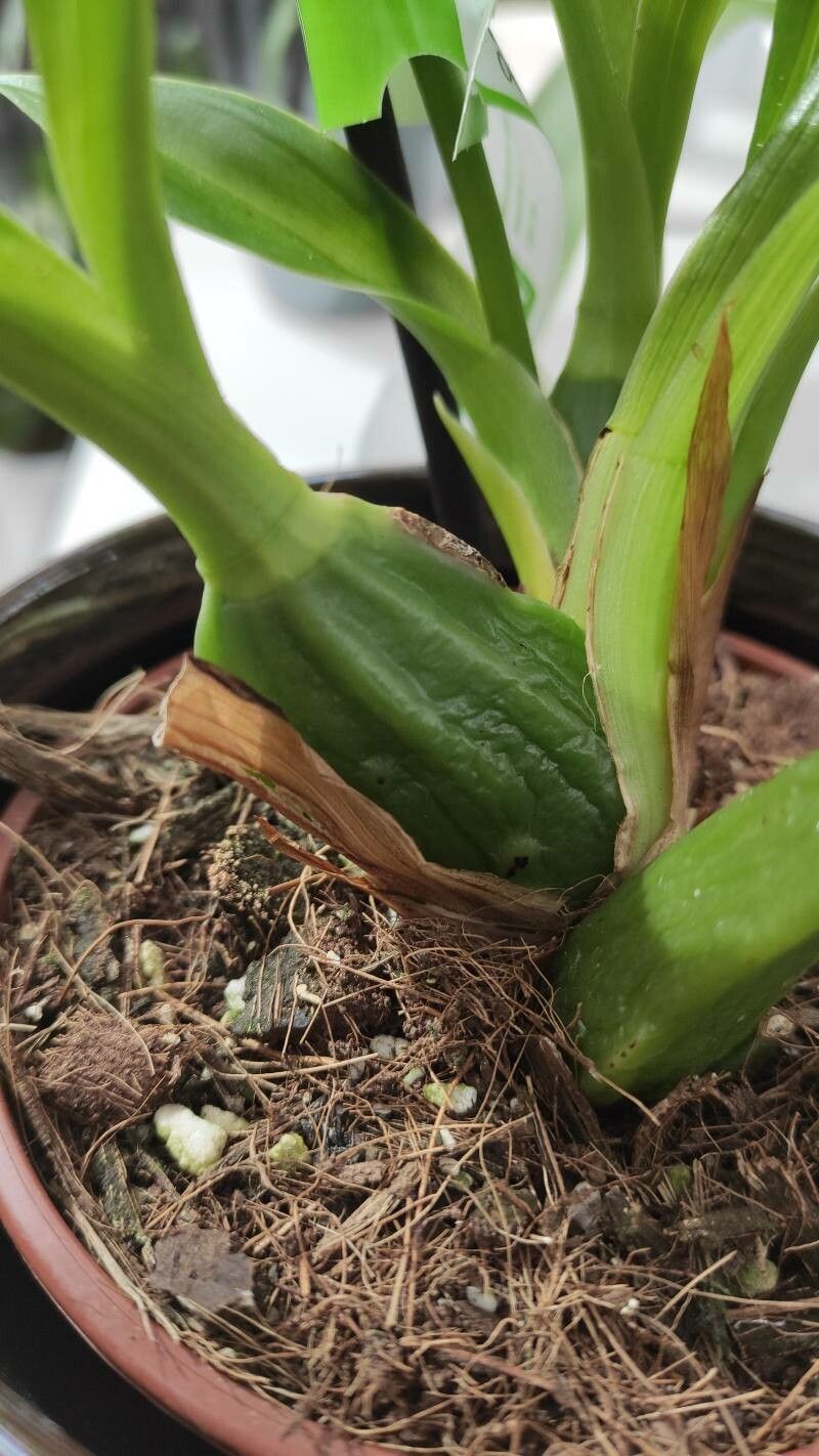 Zygopetalum maculatum bark