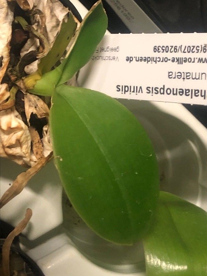 Phalaenopsis viridis — houseplant care guide