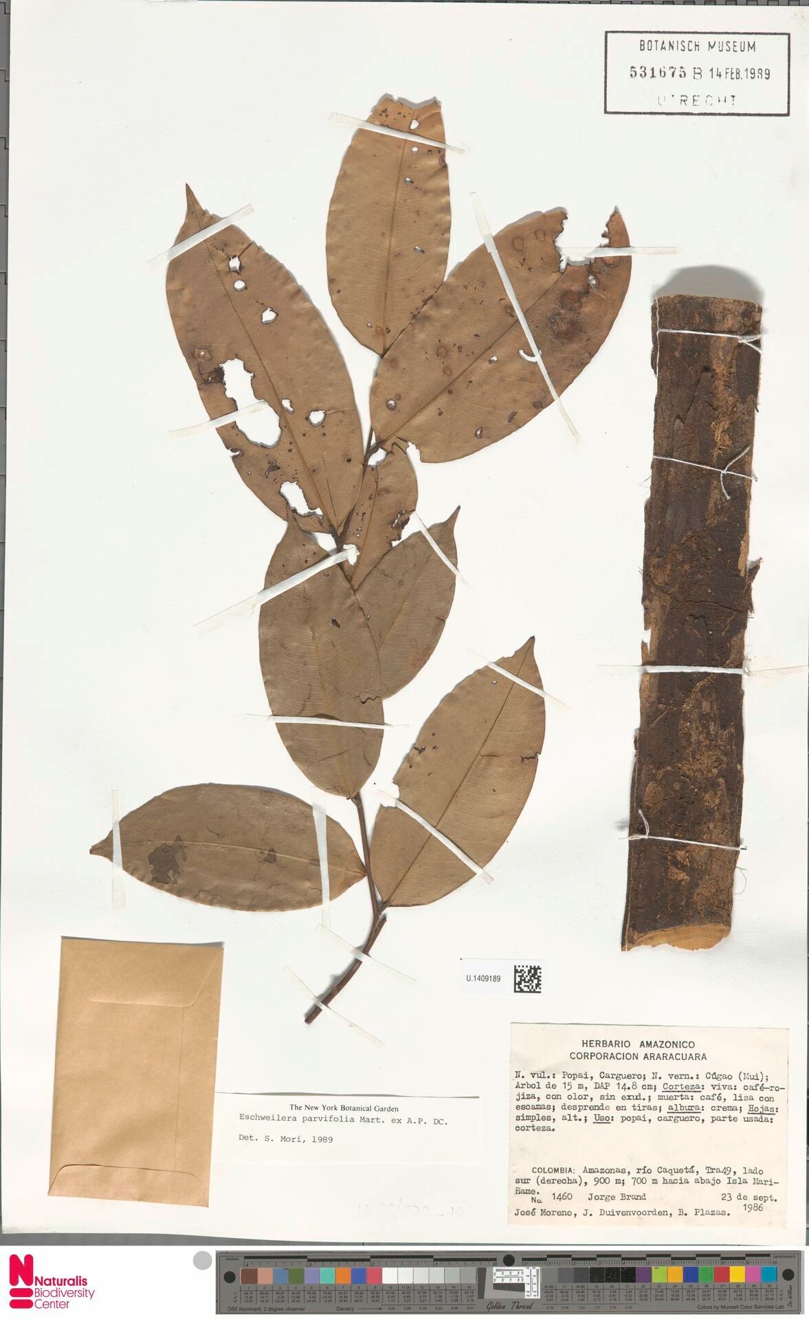 Eschweilera parvifolia bark