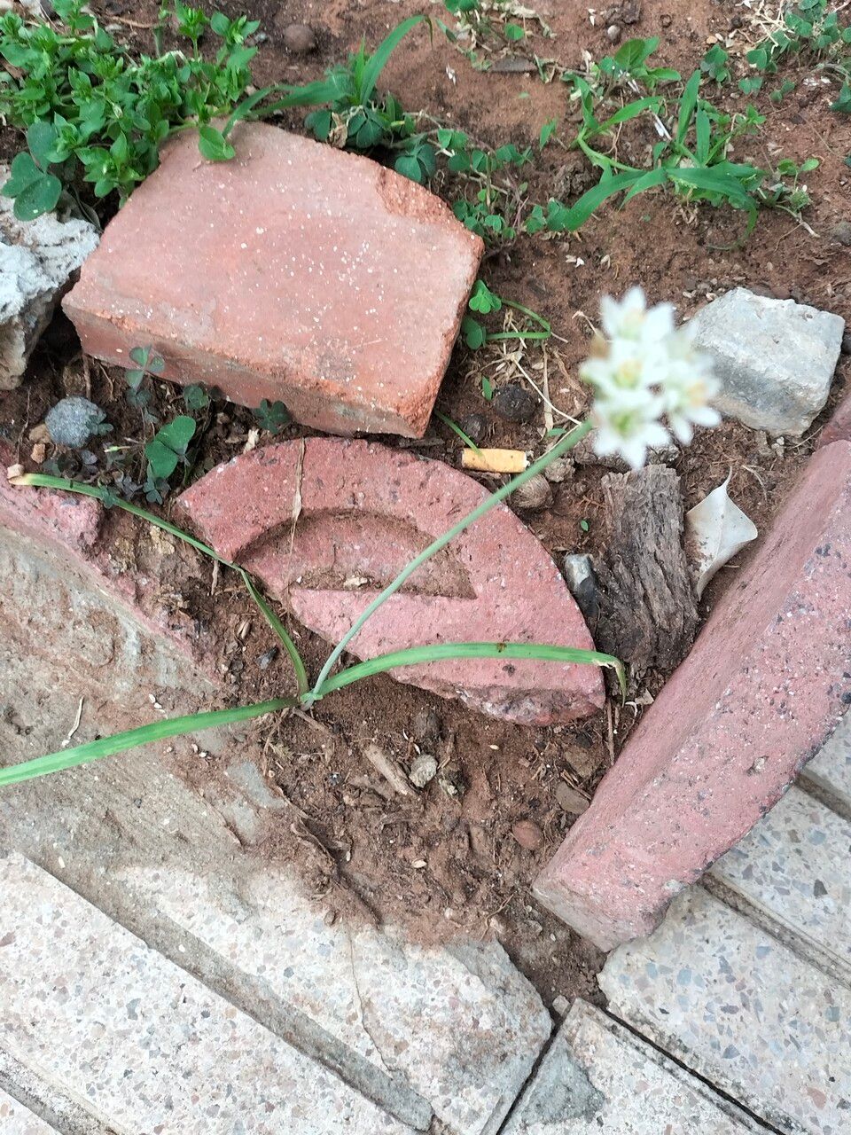 Nothoscordum gracile habit