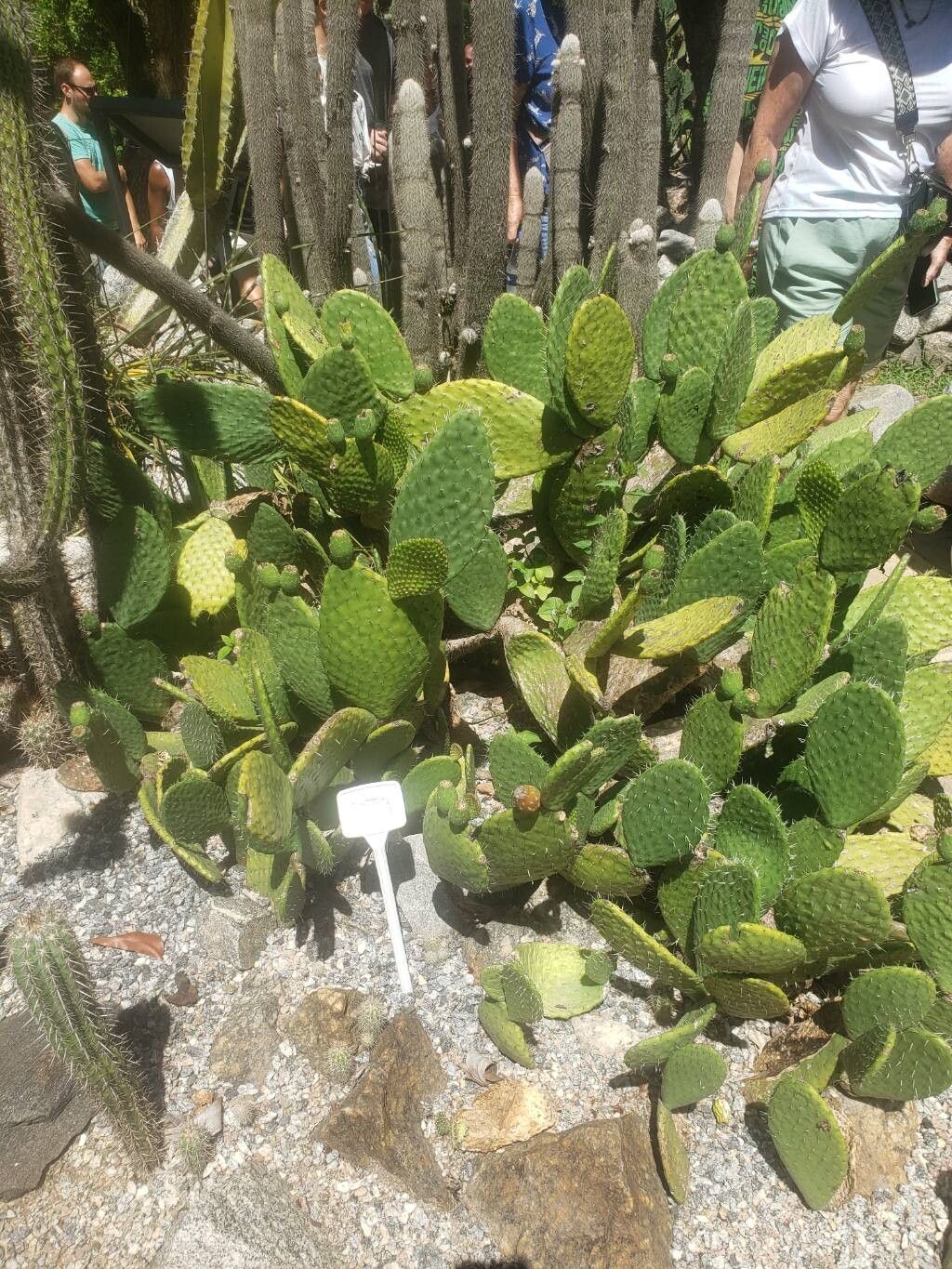 Tacinga saxatilis habit