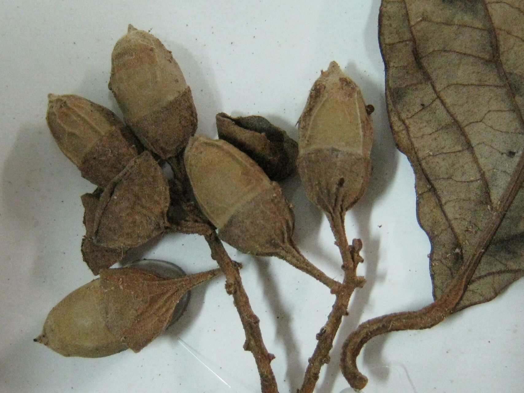 Styrax guyanensis other