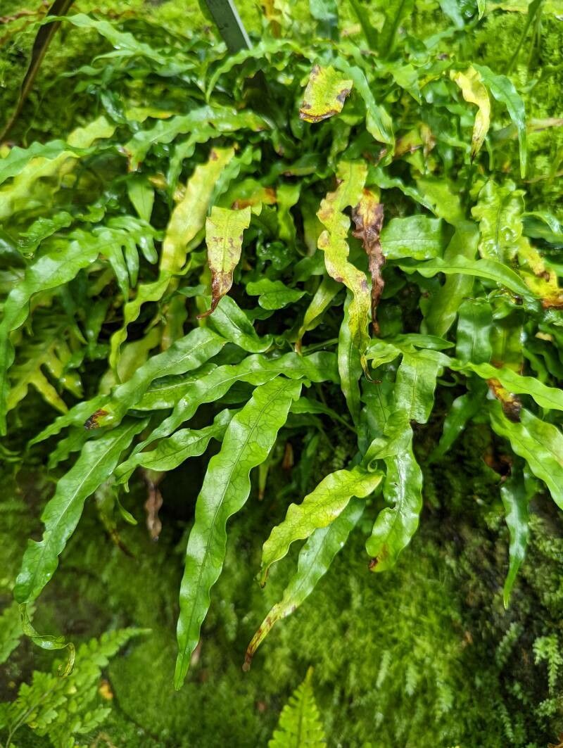 Phymatosorus scandens leaf