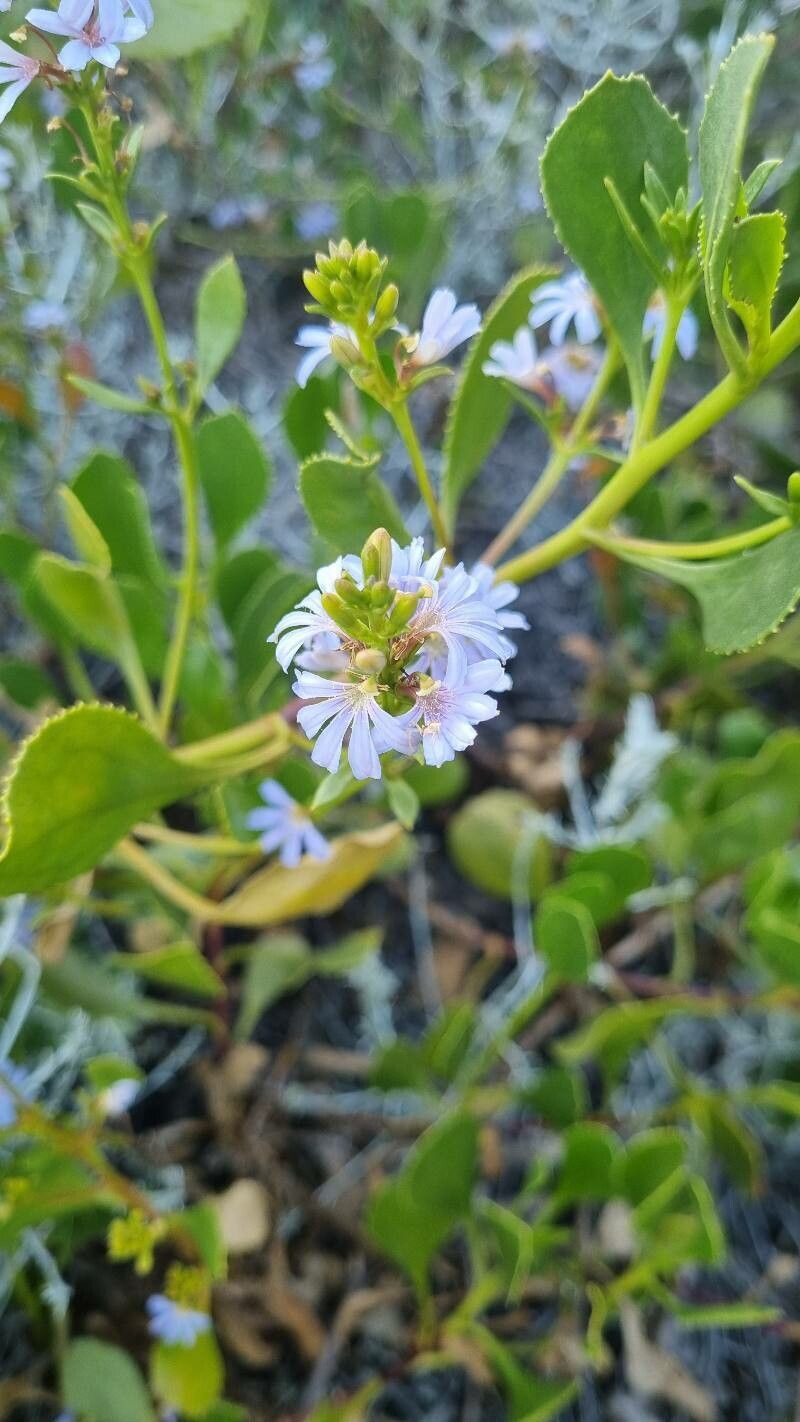 Scaevola crassifolia flower