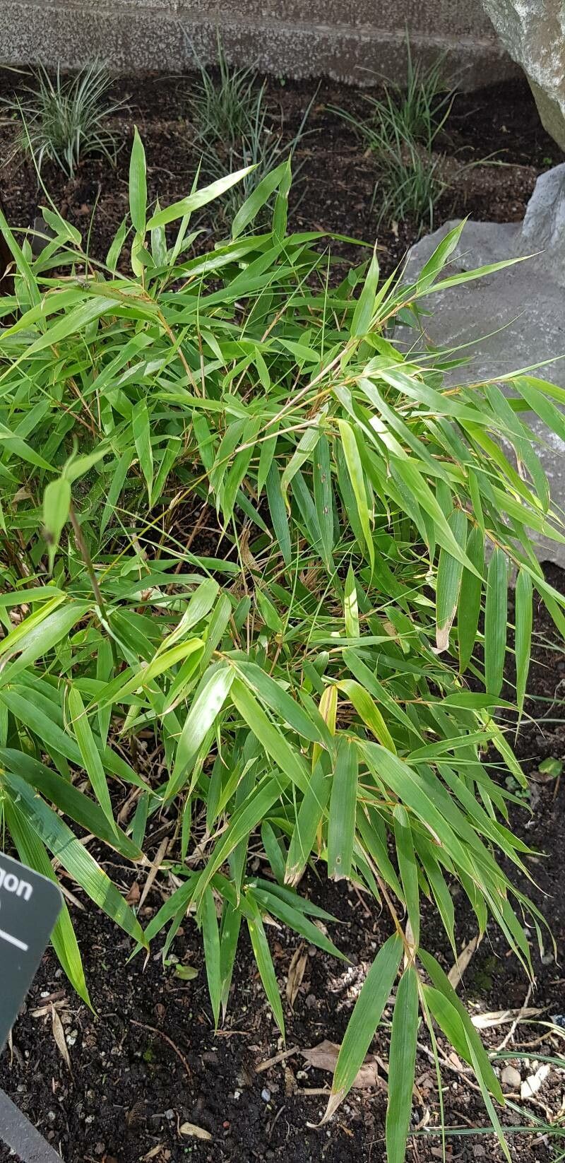 Fargesia dracocephala leaf