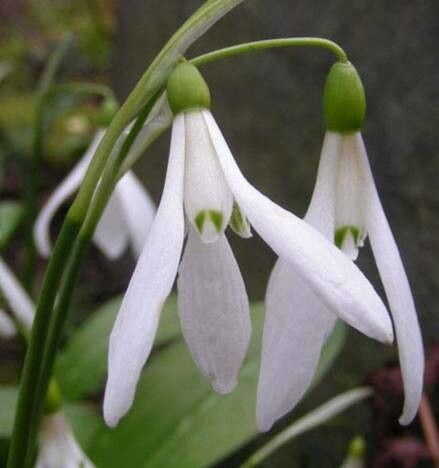 Galanthus krasnovii — houseplant care guide