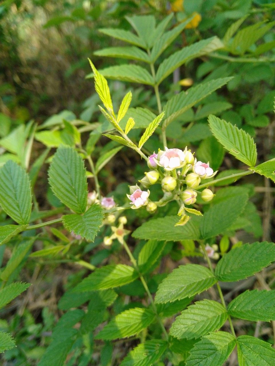 Rubus coreanus habit