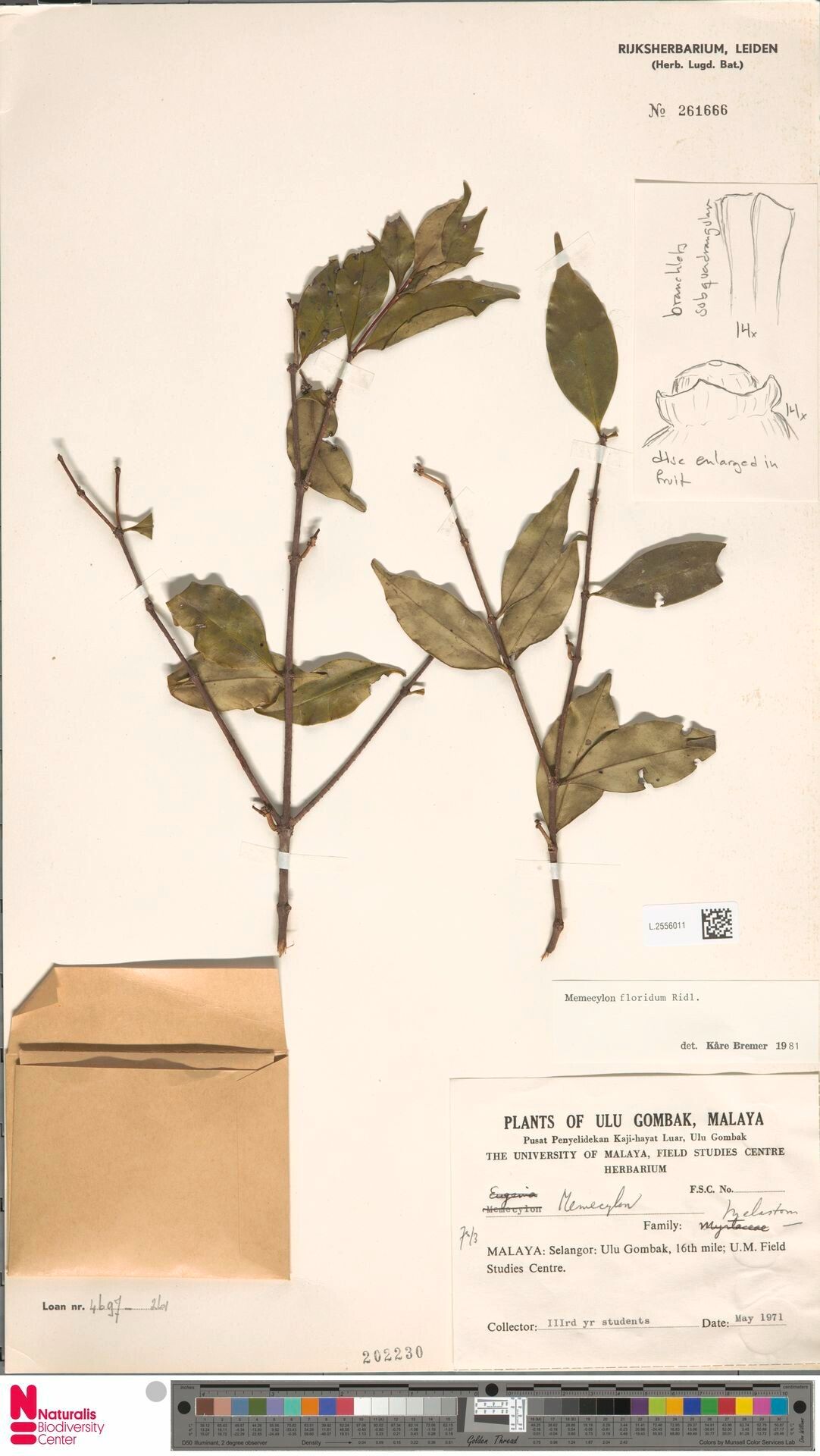 Memecylon floridum — houseplant care guide