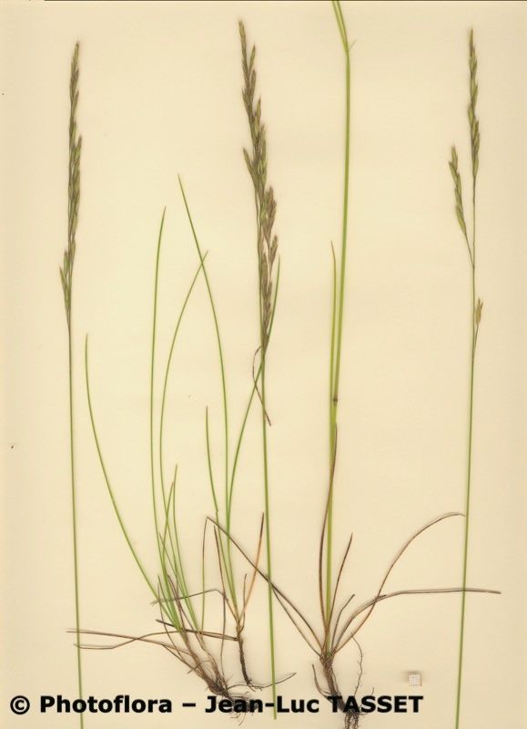 Festuca nigrescens habit