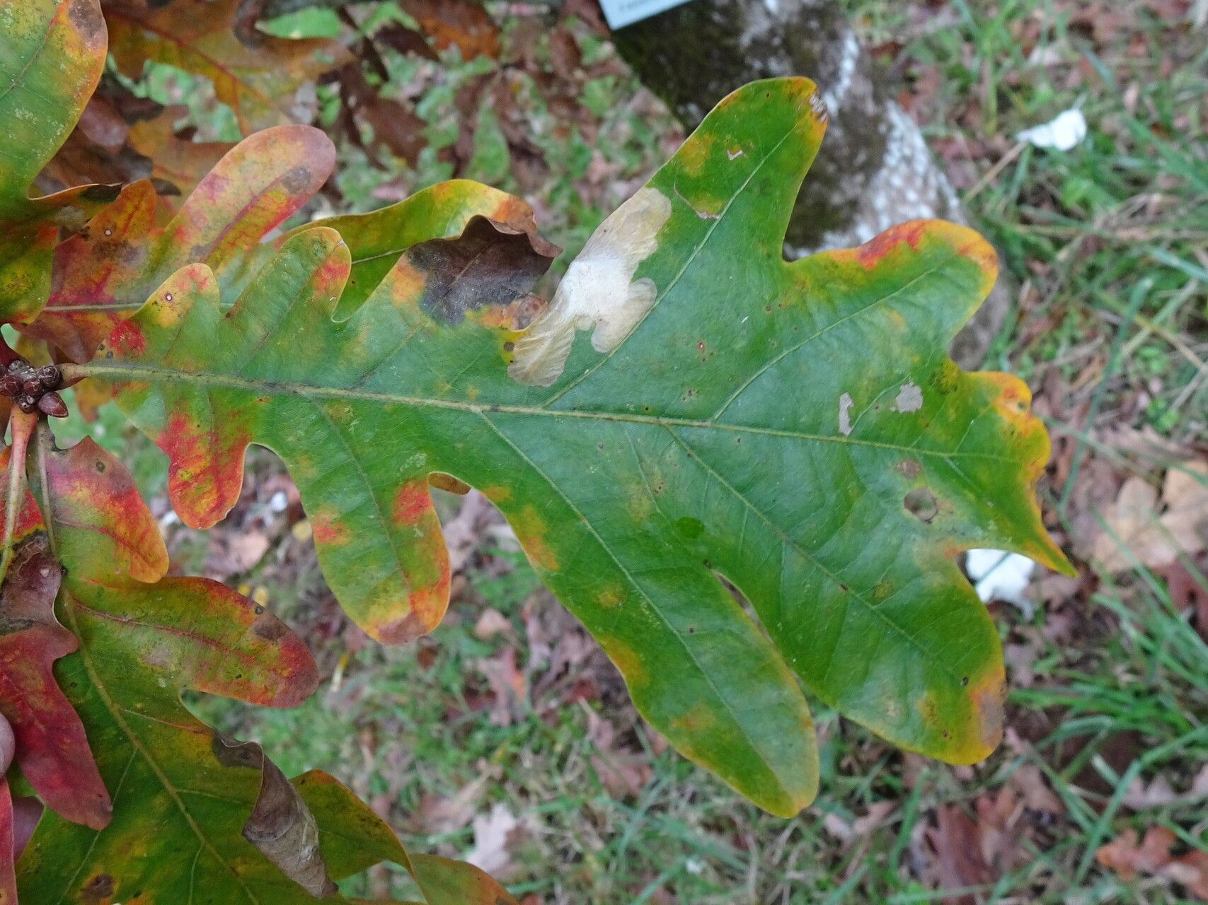 Quercus × bimundorum leaf