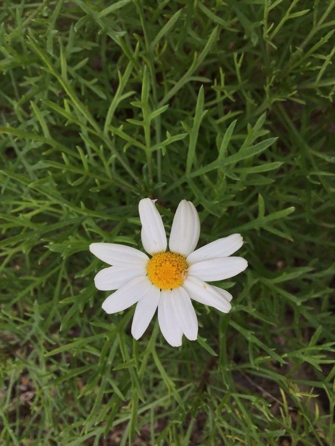 Argyranthemum vicentii flower