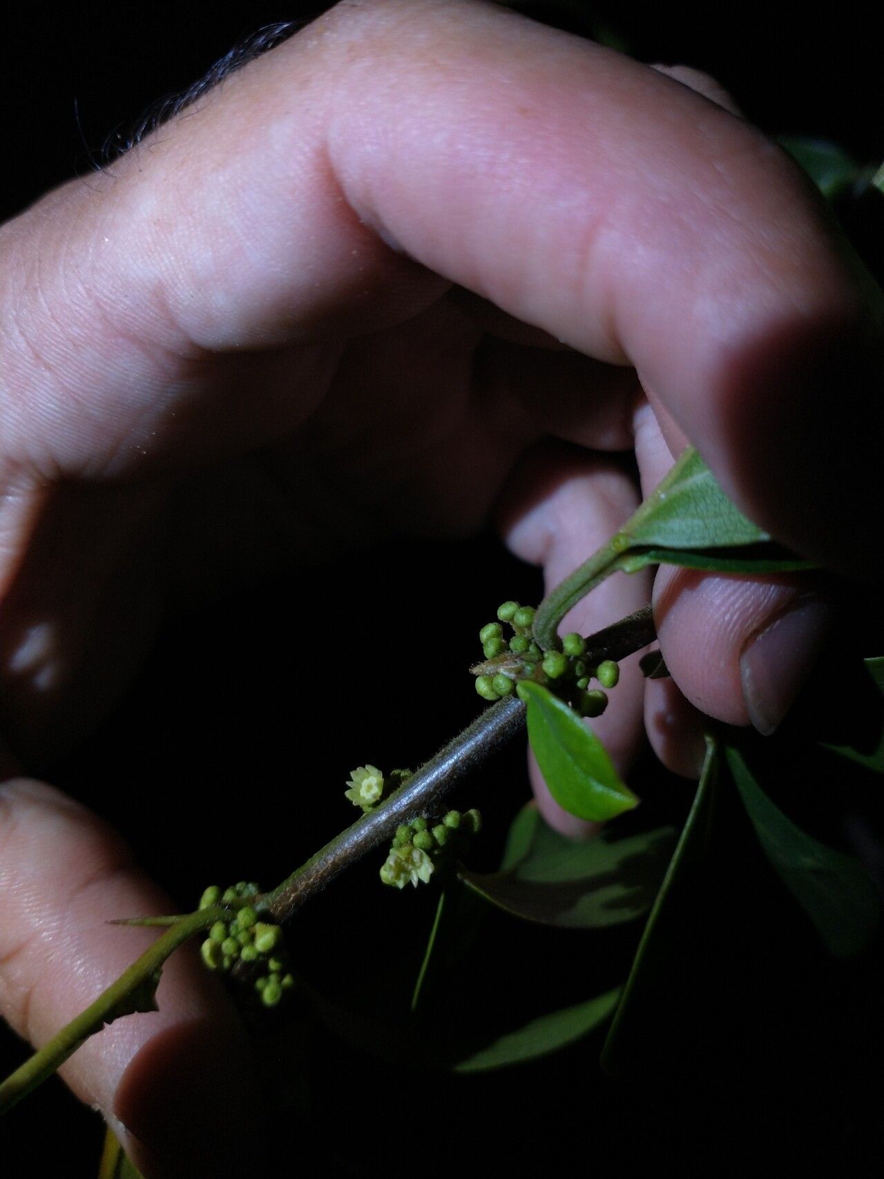 Colubrina retusa leaf