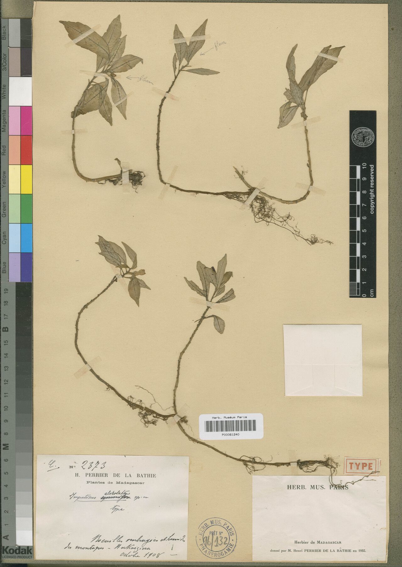 Impatiens alveolata — houseplant care guide