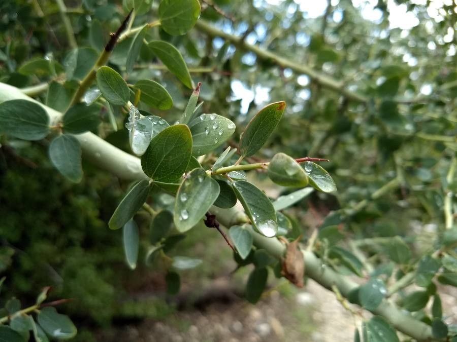 Ceanothus integerrimus — search result for 'Ceanothus'