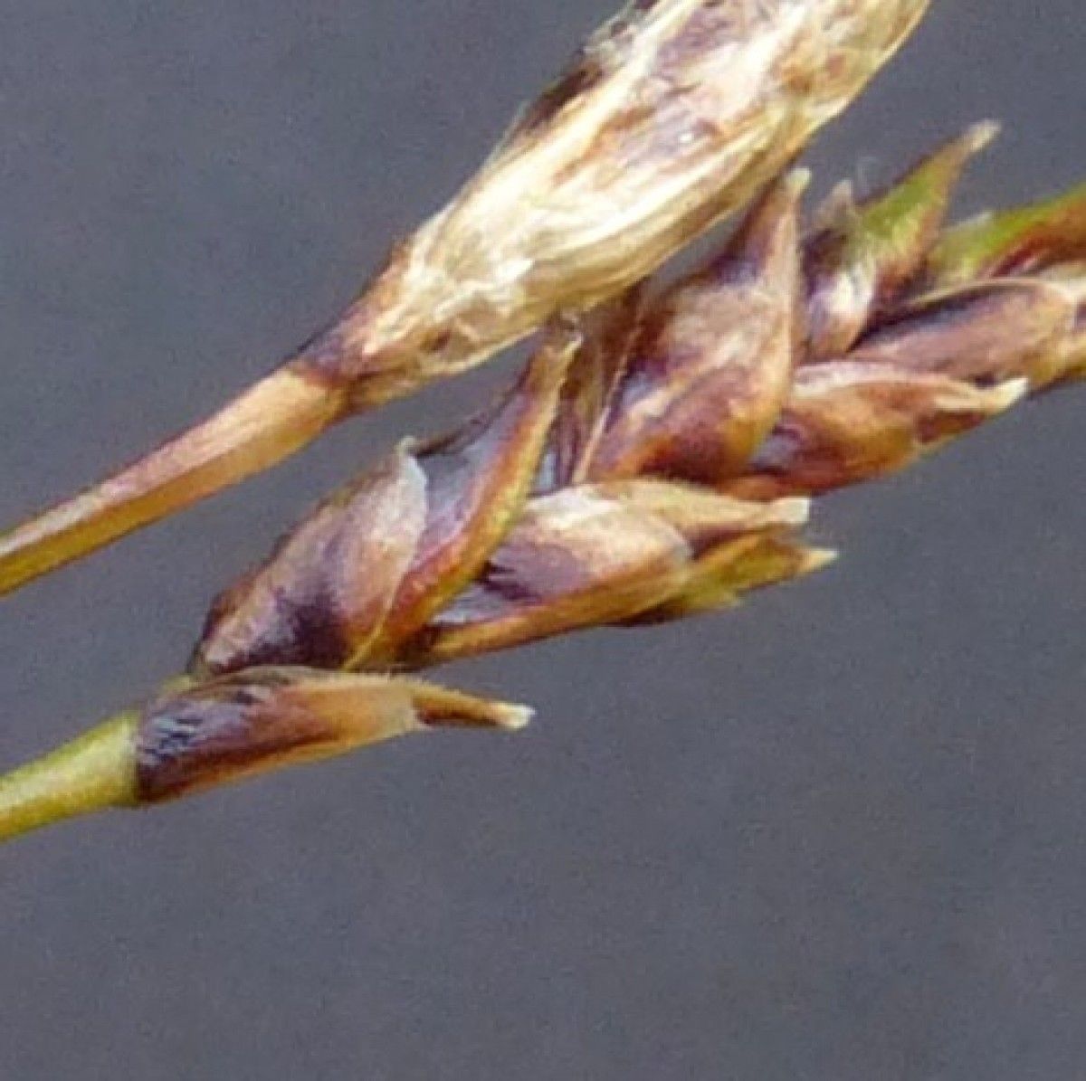 Carex ferruginea flower