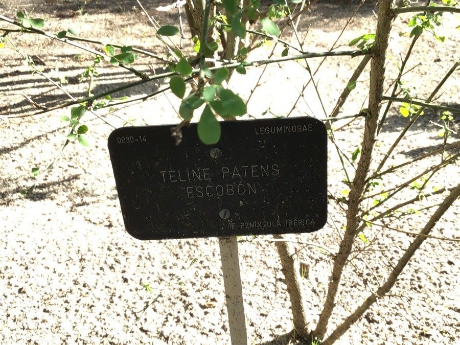Teline patens — related species from the same genus