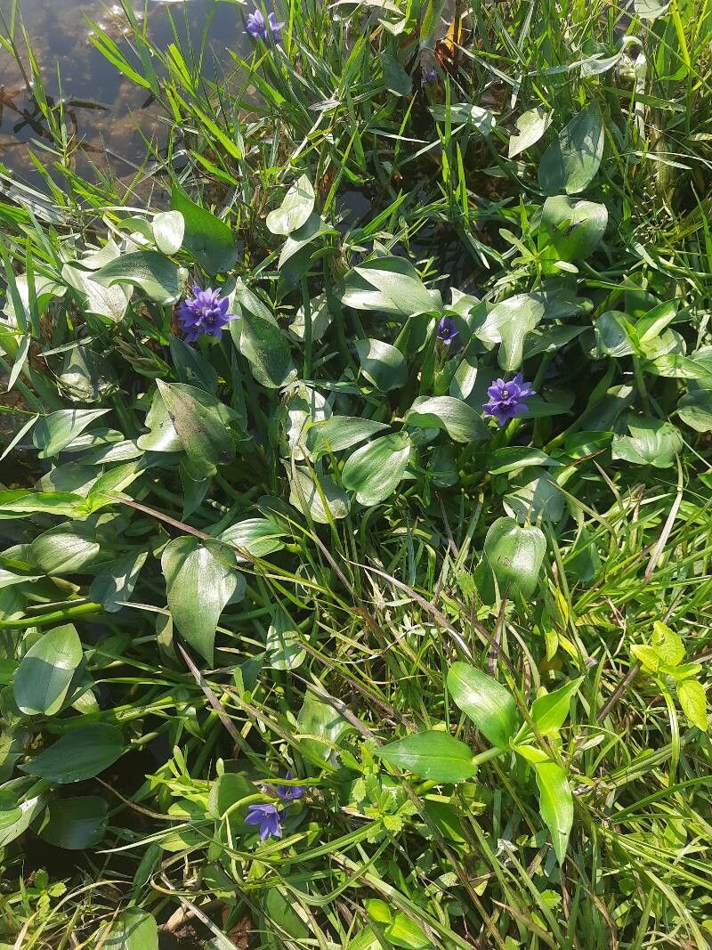 Pontederia vaginalis habit