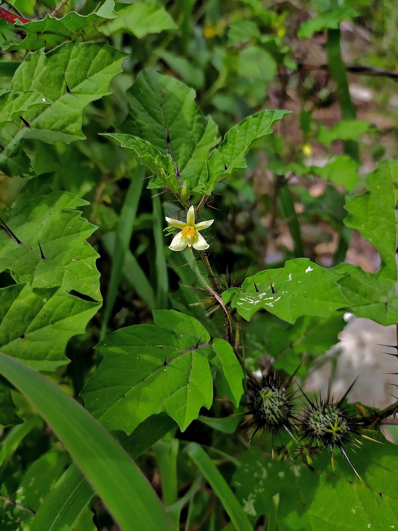 Solanum leucandrum flower