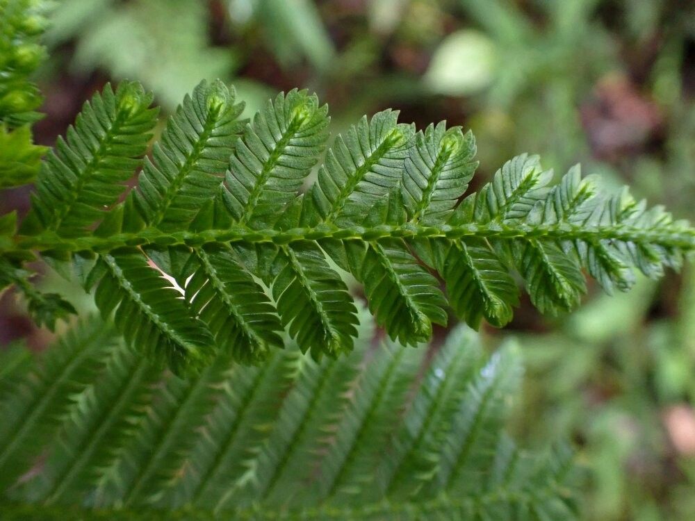 Selaginella grallipes — houseplant care guide