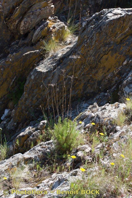 Daucus setifolius other