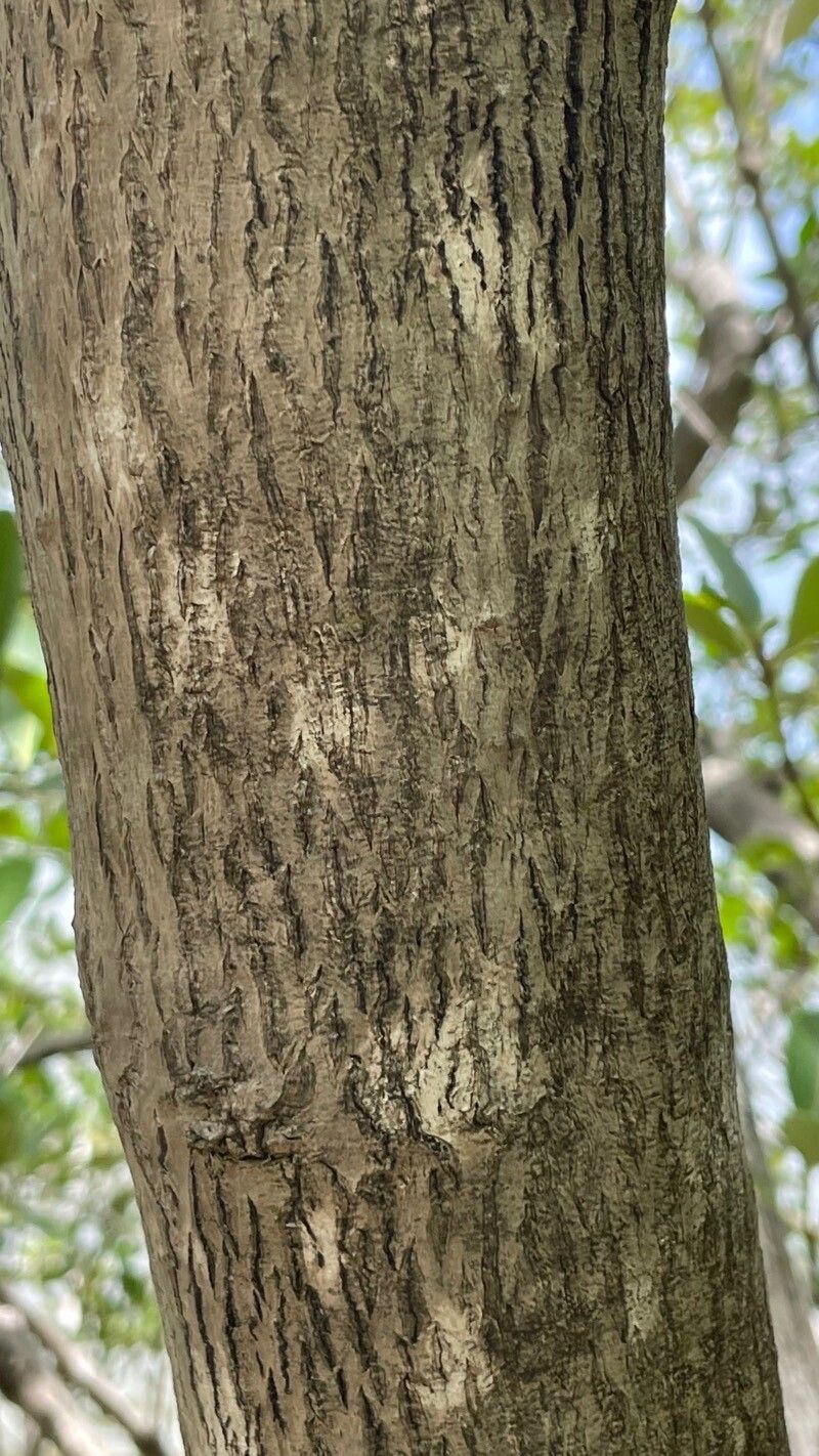 Avicennia schaueriana bark