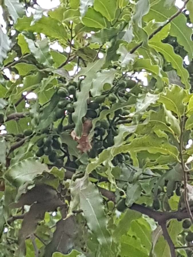 Polyalthia longifolia fruit