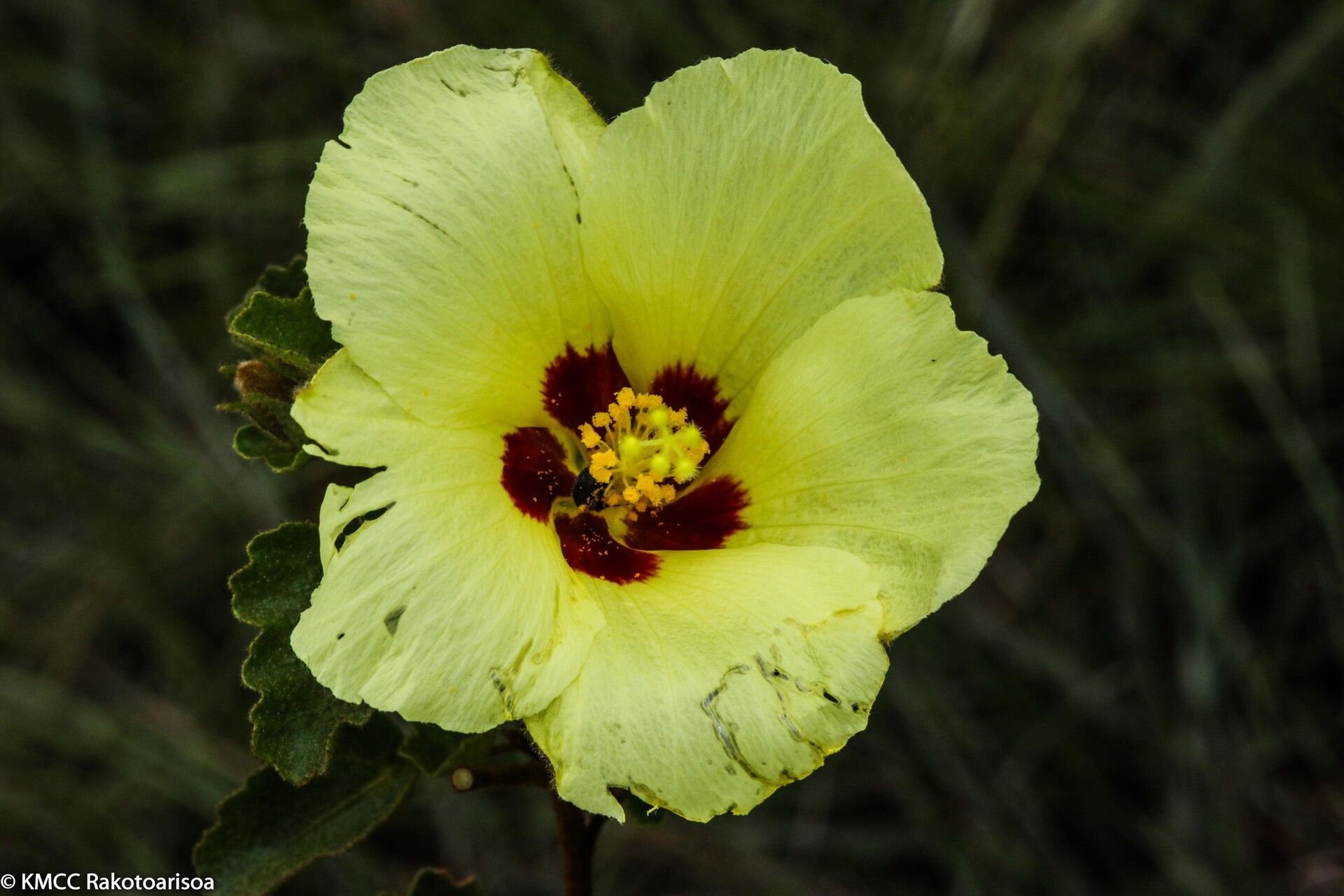 Hibiscus isalensis — houseplant care guide