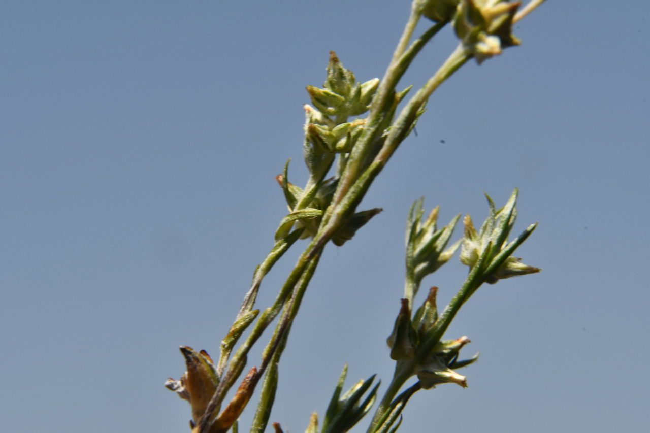 Filago gallica — search result for 'Filago'